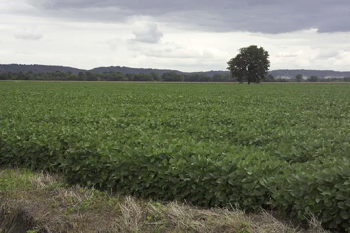 If used, credit must be given to the United Soybean Board or the Soybean Checkoff