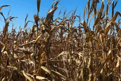 Cornfields on a farm in Missouri Valley, Iowa, at harvest time.