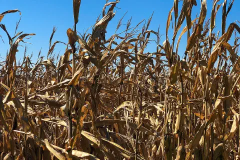 Corn Fields - Farm in Missouri Valley - Iowa - Autumn Harvest
