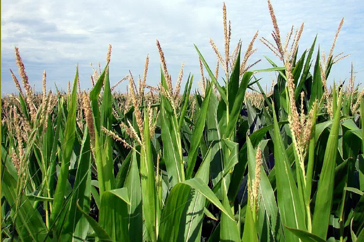 (1 in a multiple picture set) These tassels are at eye level in late July