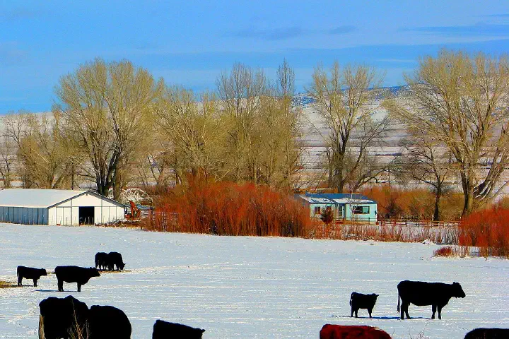 Cattle Ranch in Winter