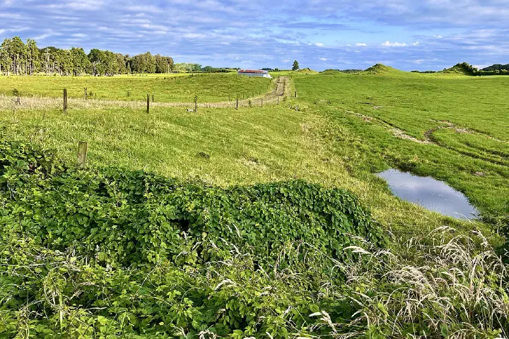 Dairy farm in Rotorua, North Island, New Zealand