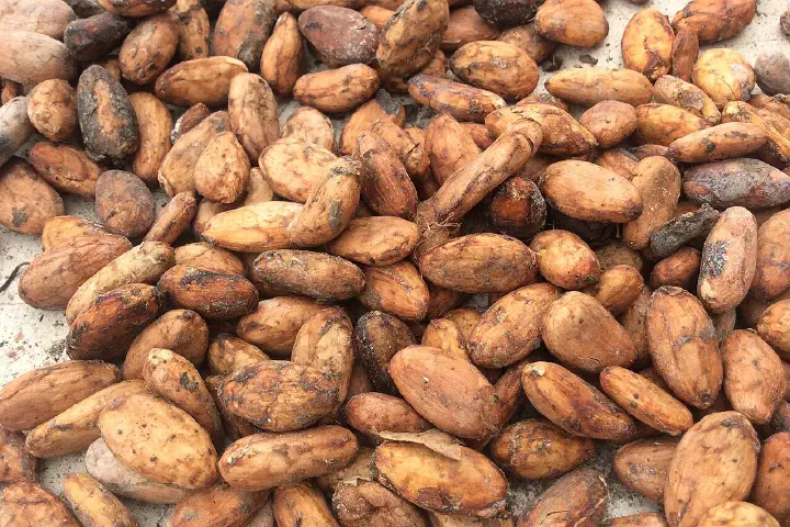 Fèves de cacao