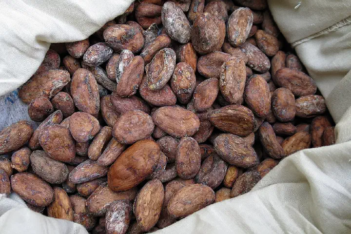 Cocoa beans