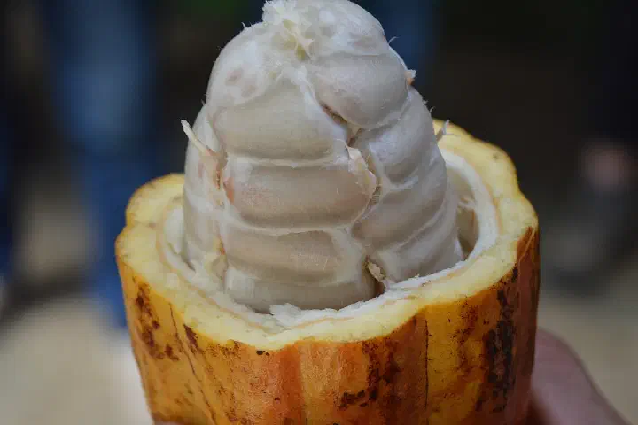 Cocoa beans in cocoa pod at El Trapiche in Costa Rica