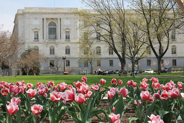 Tulips in bloom outside the Russell Senate Office Building