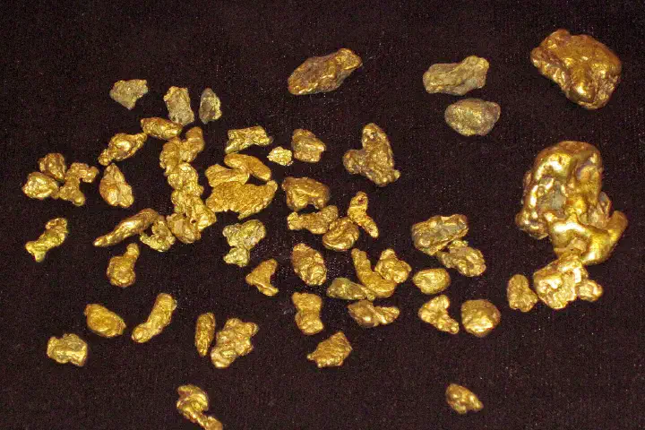 Gold nuggets (placer gold) from Colorado, USA. (DMNH 8057, Denver Museum of Nature &amp; Science, Denver