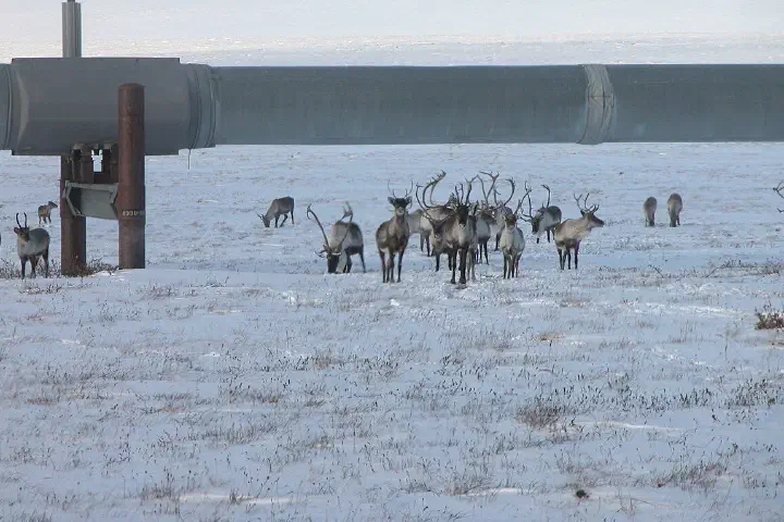 Caribou bulls under the Trans-Alaska Pipeline on Alaska's North Slope